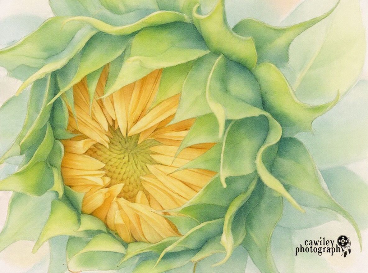 Sunflower 18