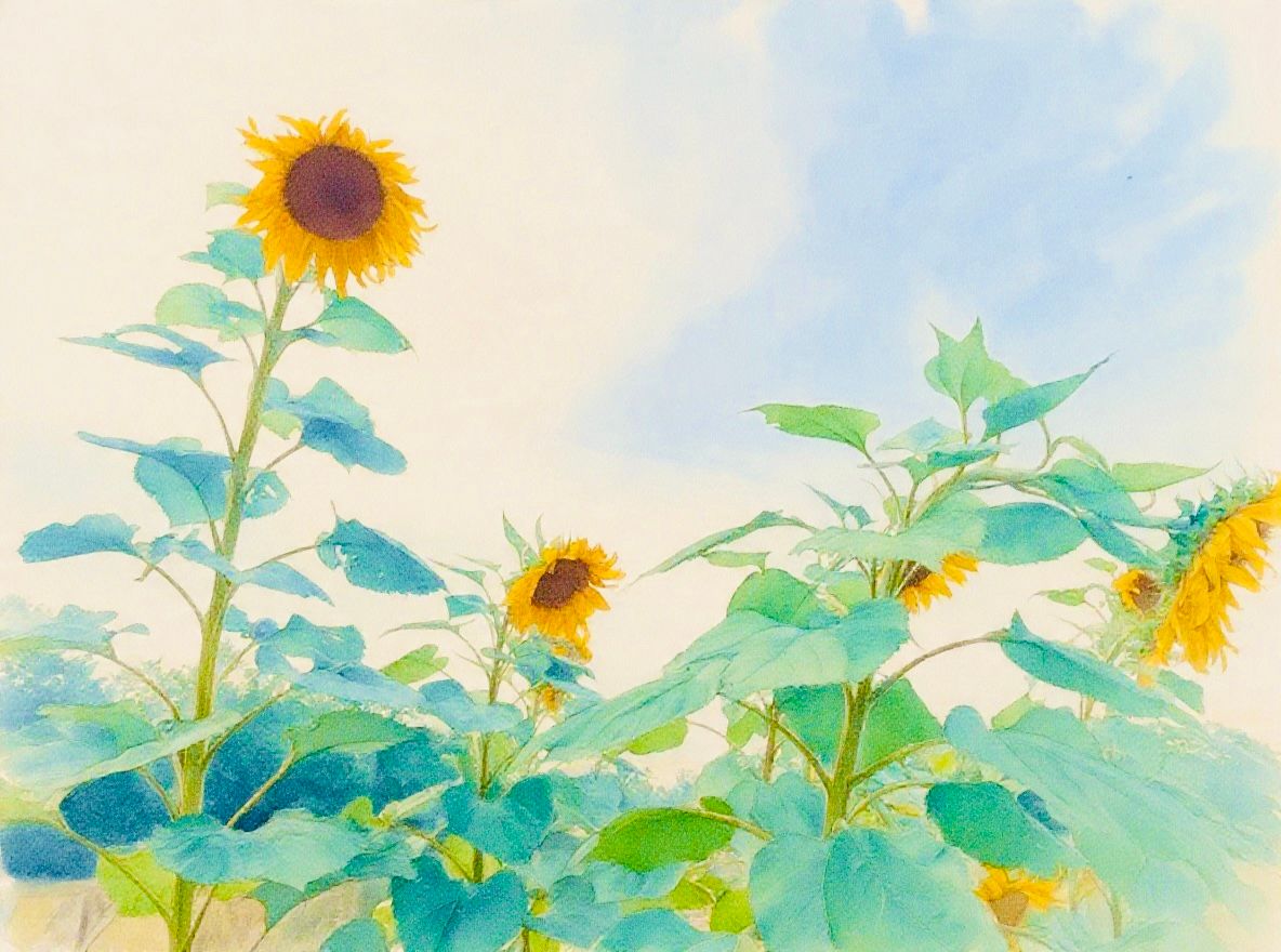 Sunflower 20