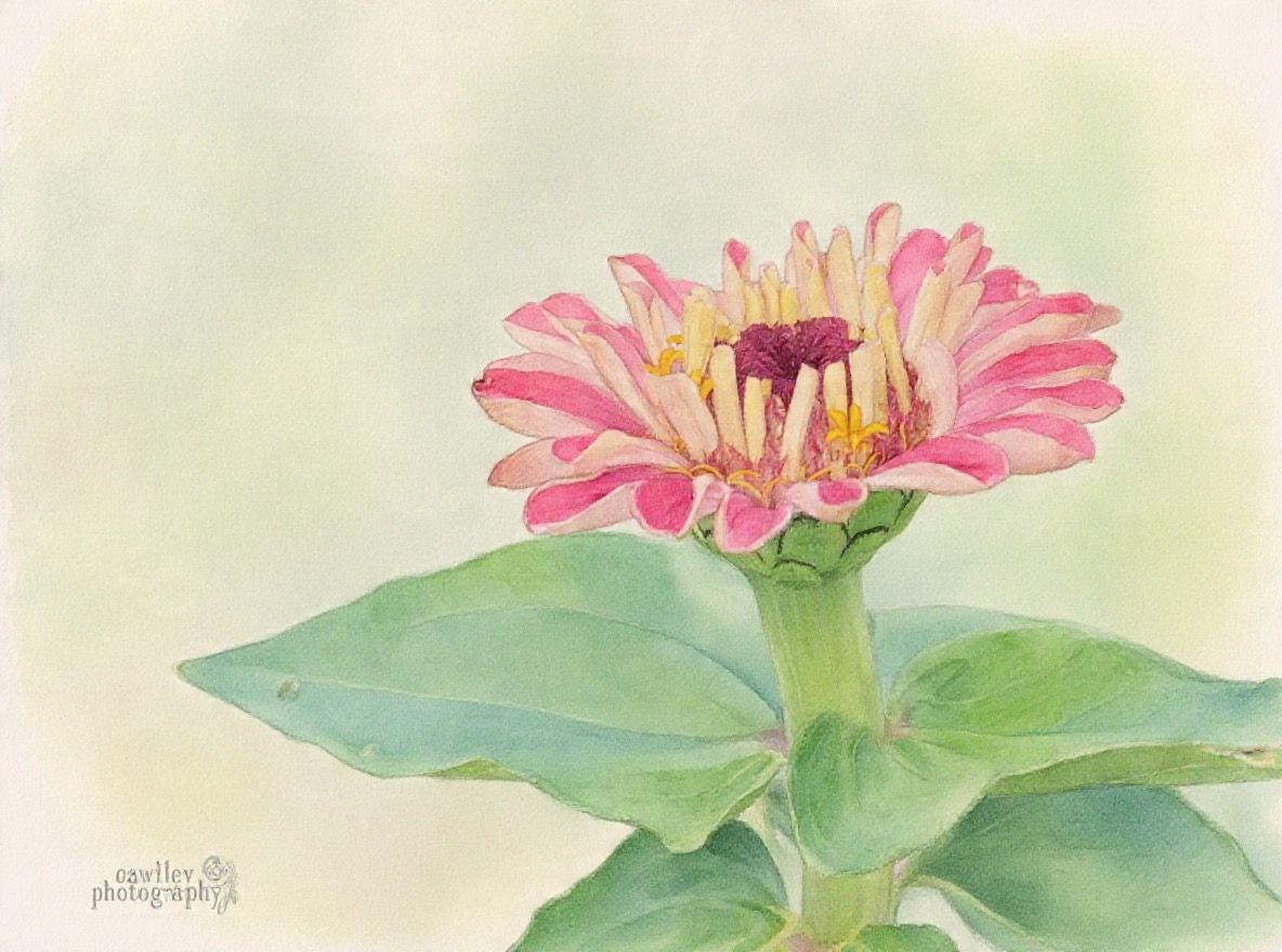 Flower-1