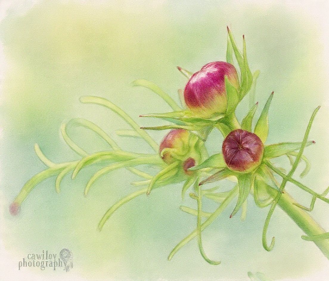 Flower-2