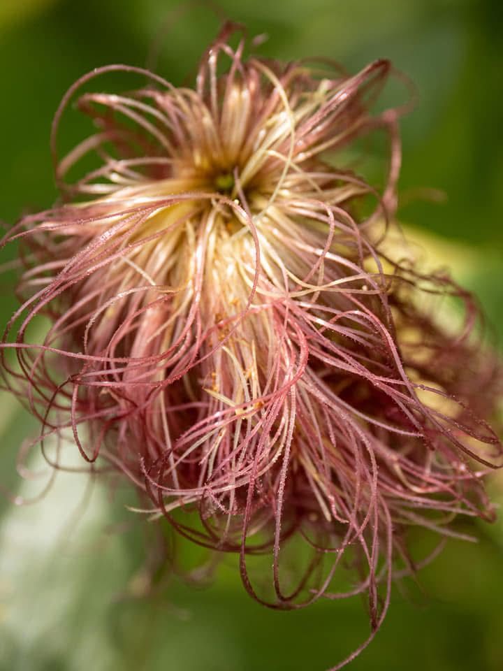 Flower-7