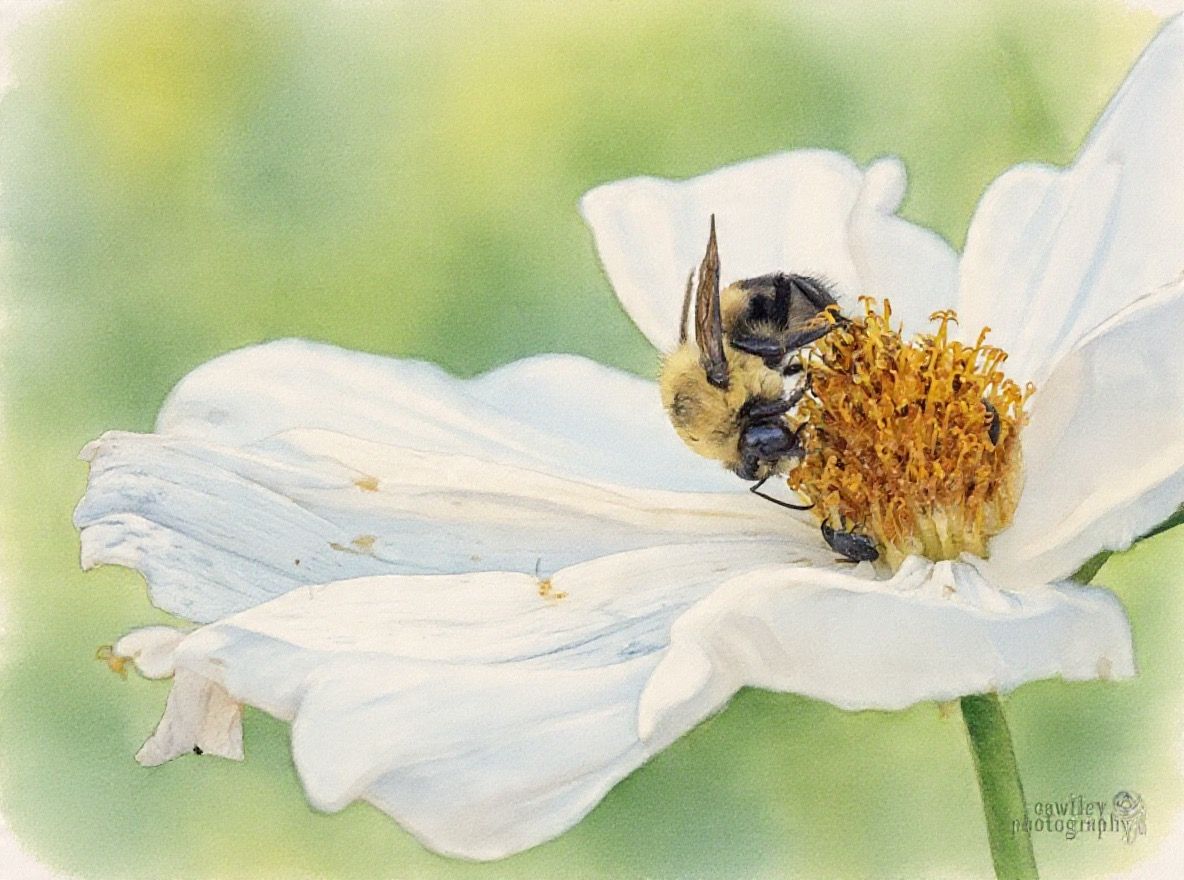 Bee on Flower - 2