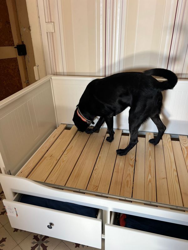 Détection canine à la chambre + canapé