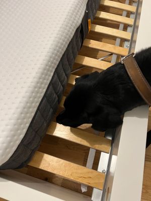 Détection canine à la chambre Détection canine à la chambre