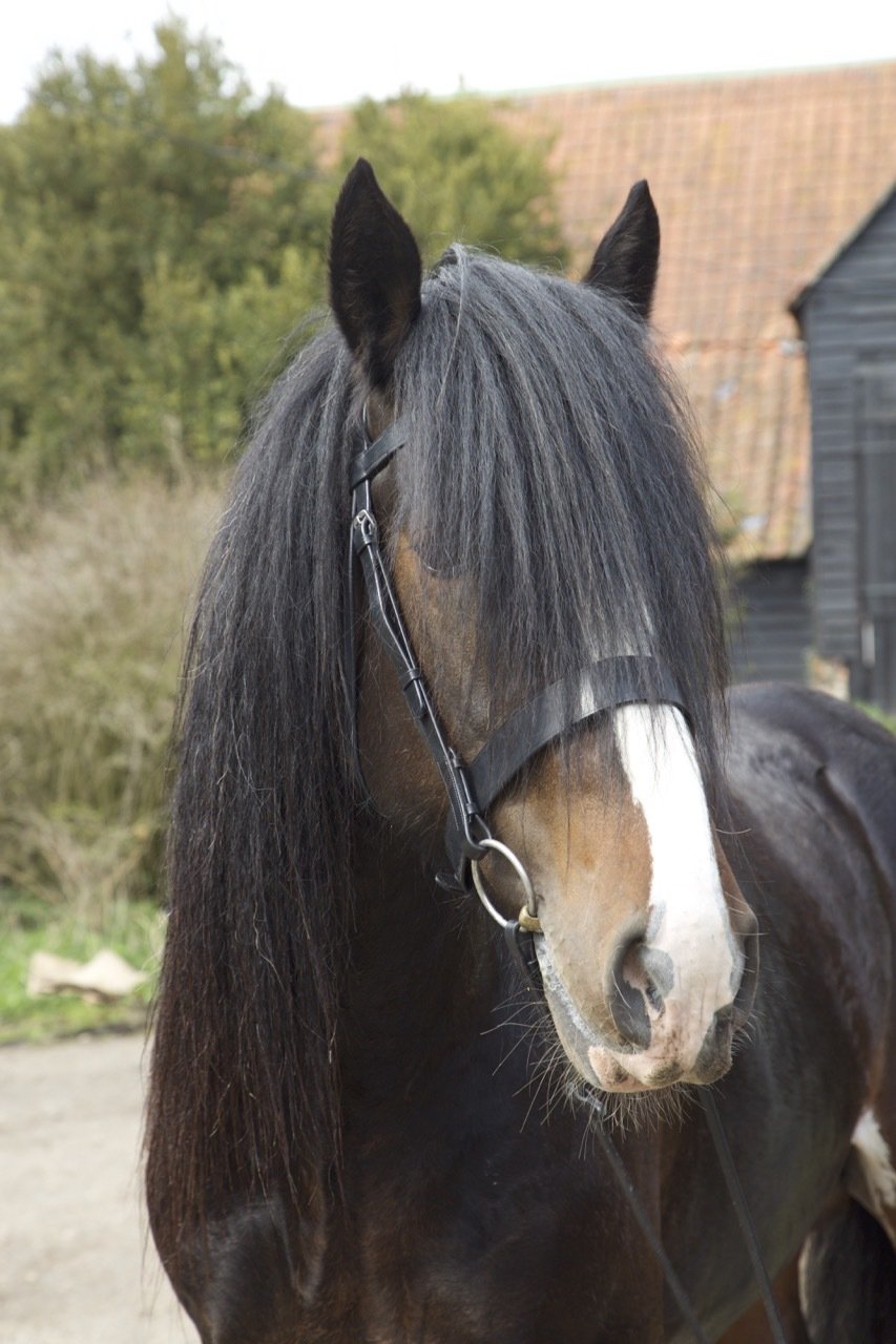 Brown Cavasson Show Bridle- Heavy Size Argentinian Leather