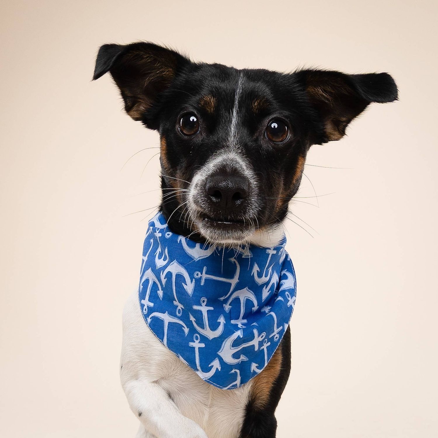 BANDANA OCEAN ANCHOR