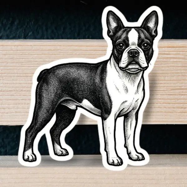 NOVELTY STICKER HAND DRAWN BOSTON TERRIER