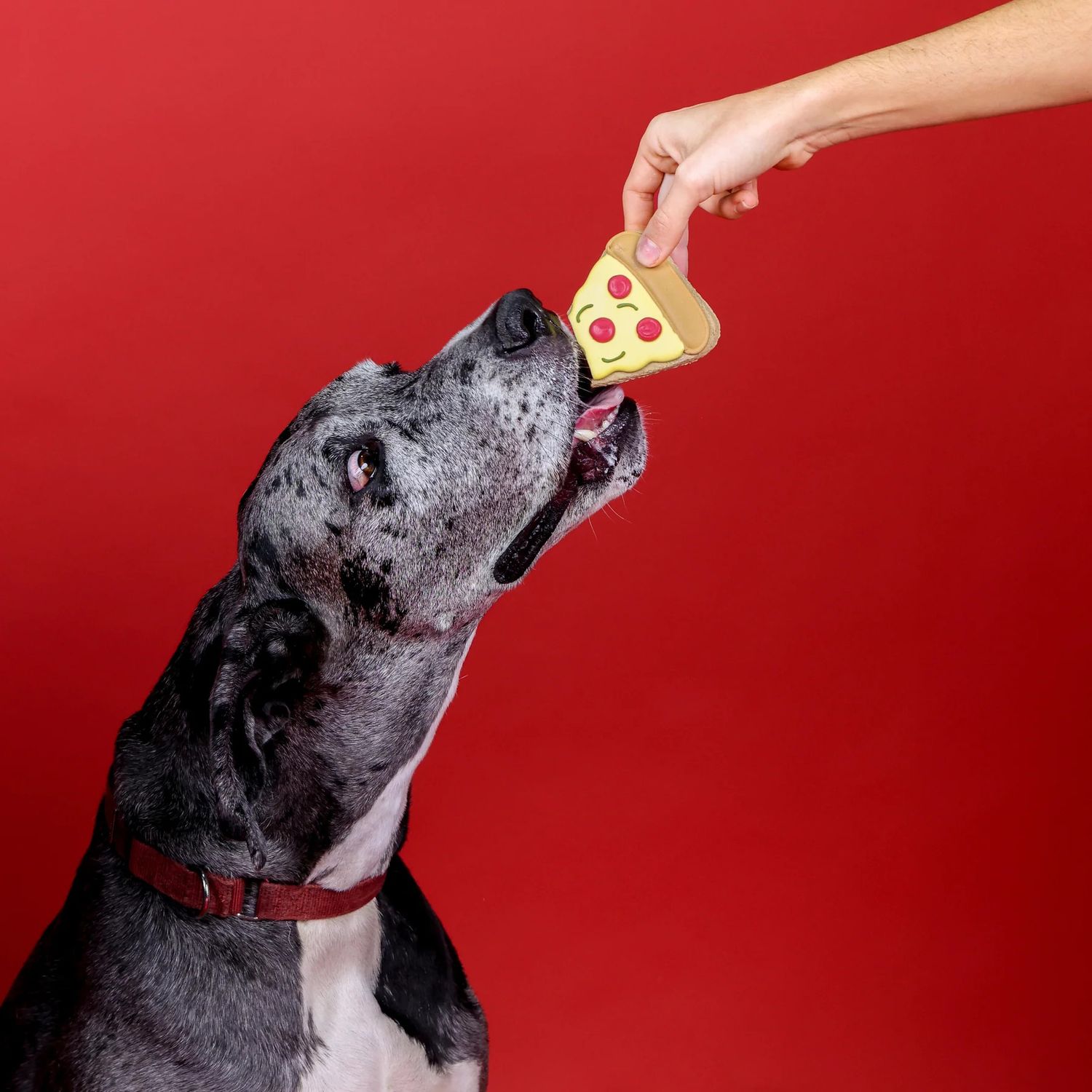 DOG BISCUIT FROSTED PIZZA