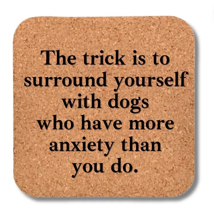 COASTER DOG WITH ANXIETY