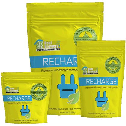 Recharge 16oz