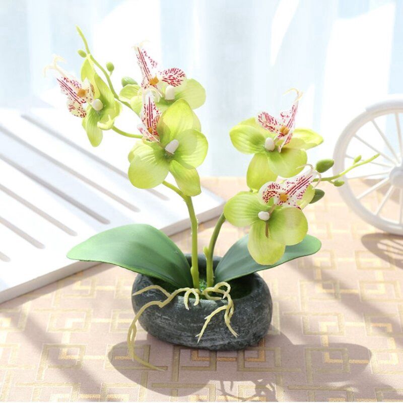 Shangmiao Double Fork Phalaenopsis Bonsai (with Pot): 绿色 石头盆蝴蝶兰盆景28850