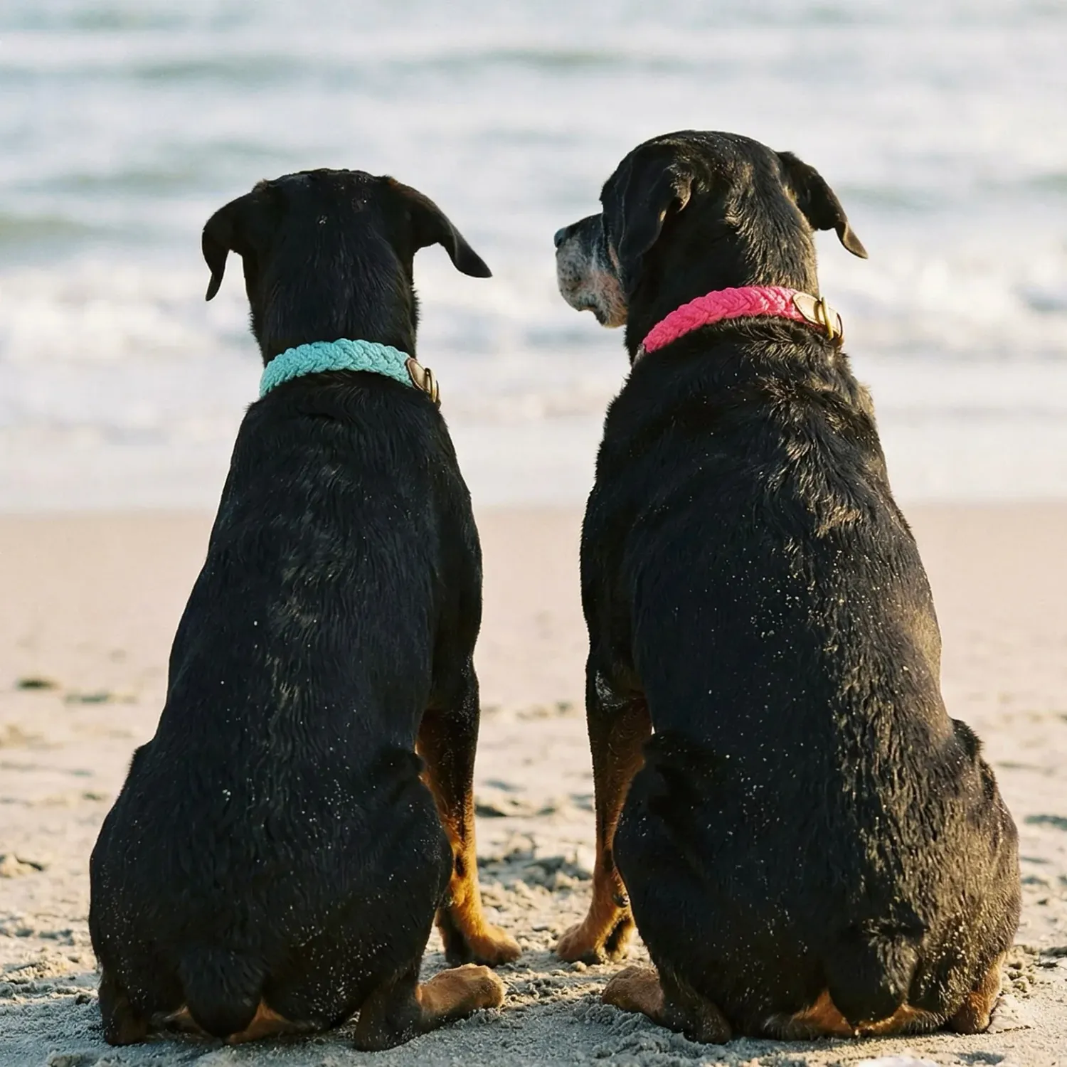 SM SEAFOAM SEASIDE COLLAR 12-15IN