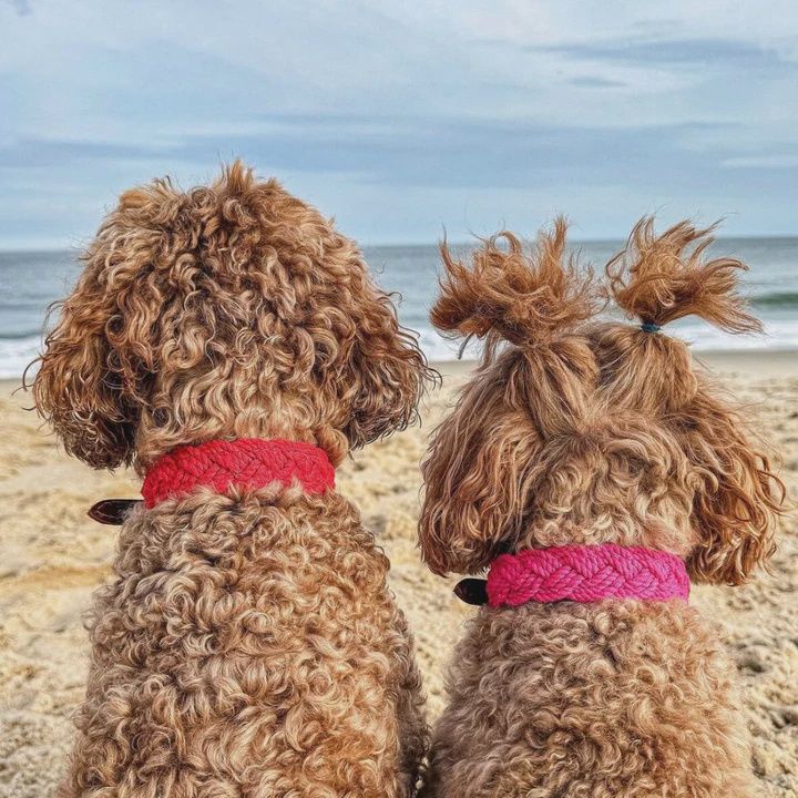 SM PNK LILY SEASIDE COLLAR 12-15IN