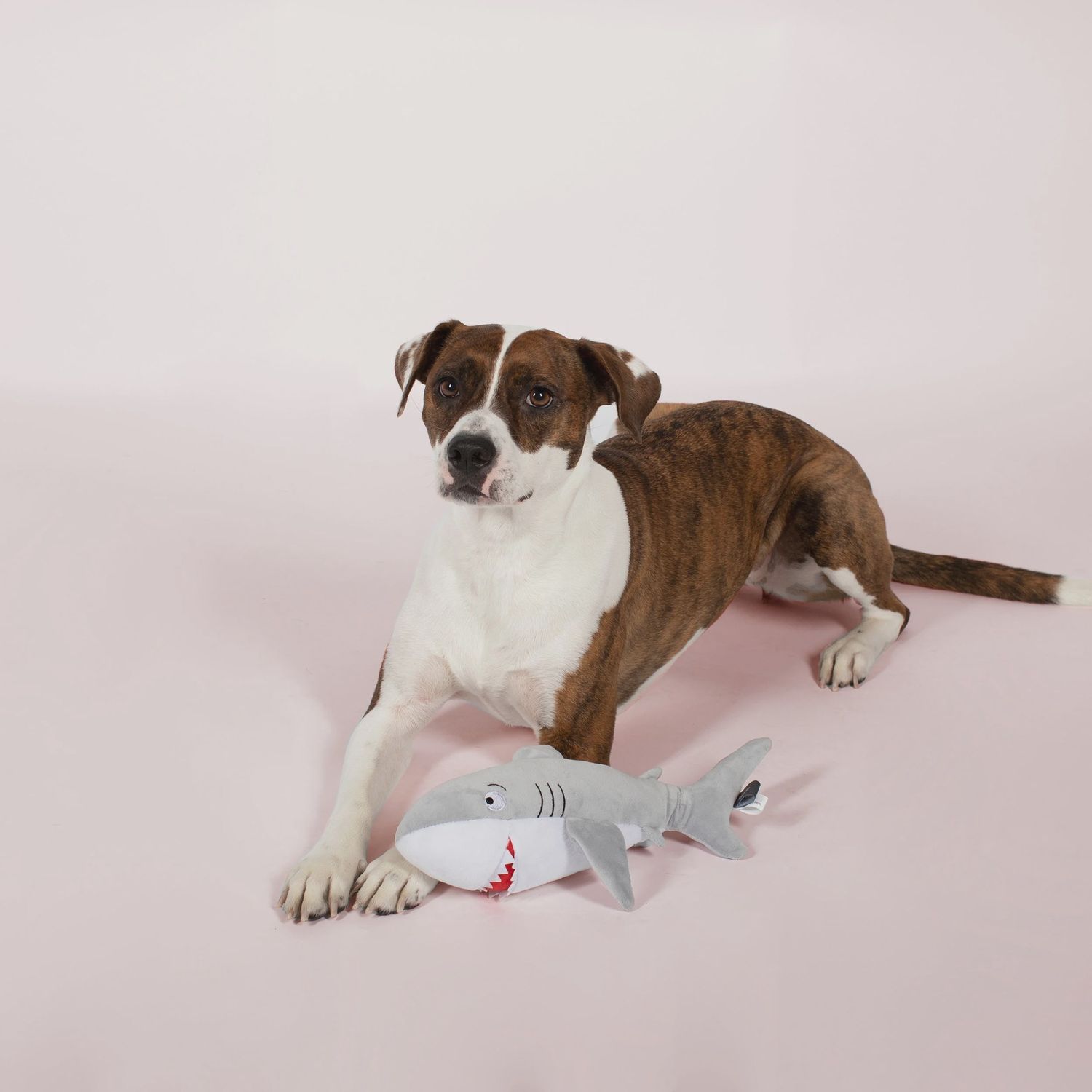 FEELING SHARKY? PLUSH