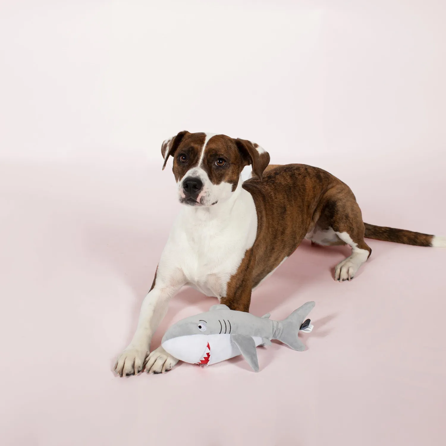 FEELING SHARKY? PLUSH