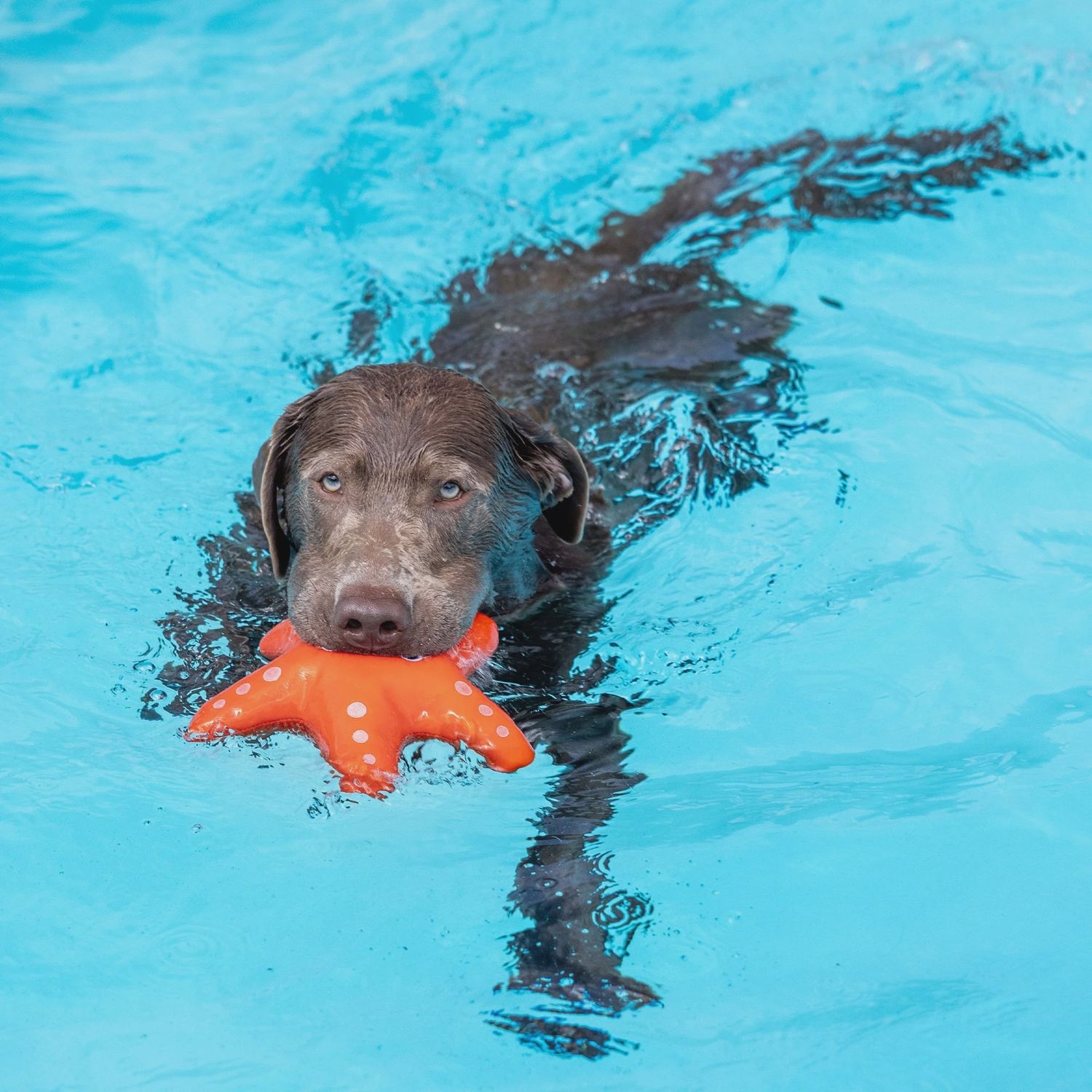 SHELLY FLOATING TOY
