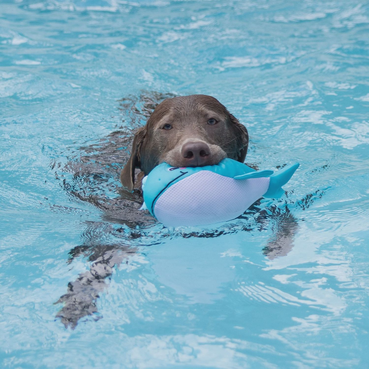 SPLASHY FLOATING TOY