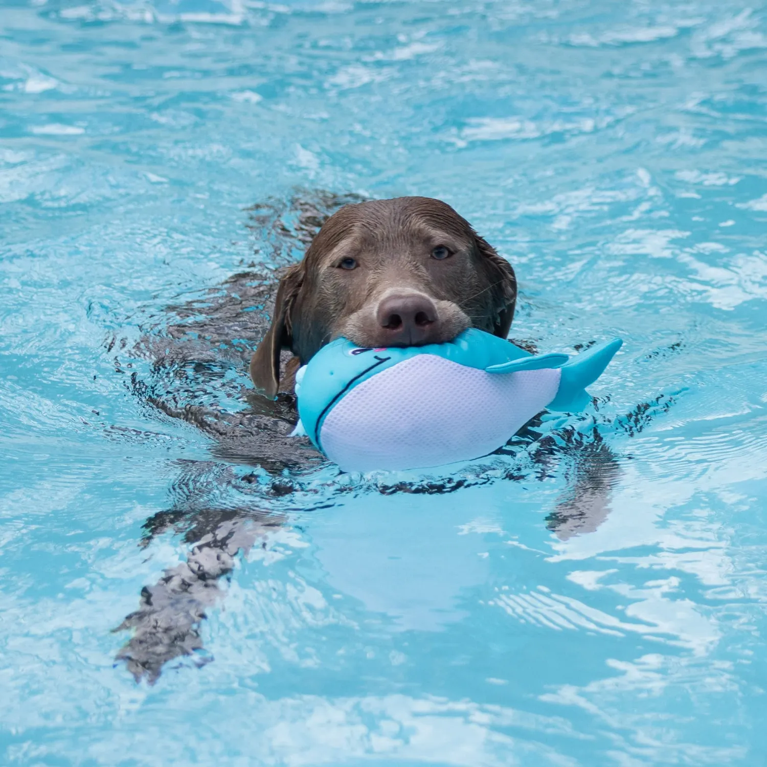 SPLASHY FLOATING TOY