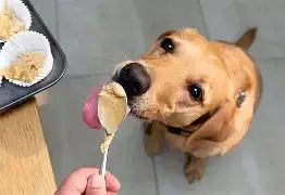 PB LICK WASH STATION