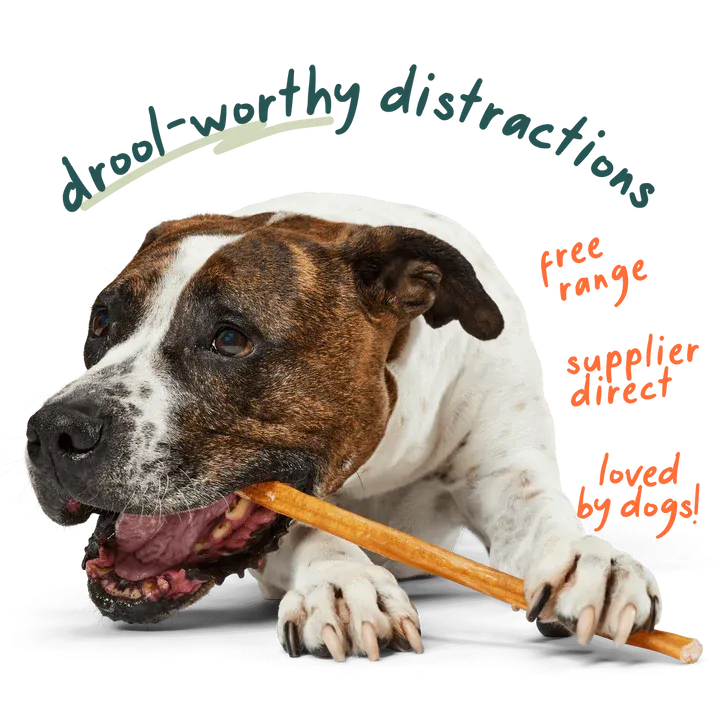 BULLY STICK 12 inch