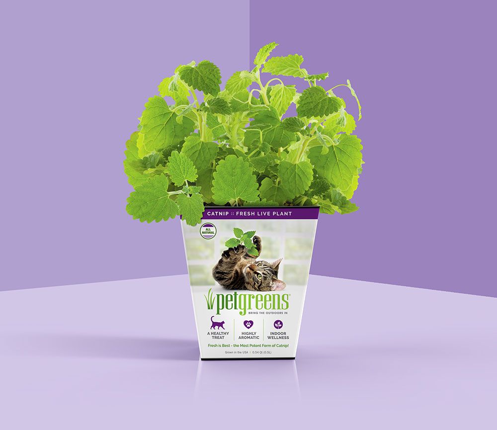 Pet Greens Live Catnip Cat Grass