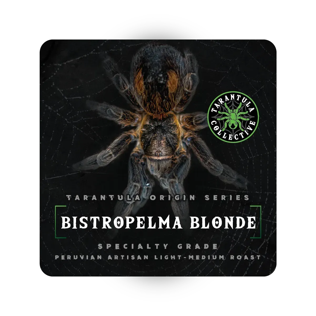Bistropelma Blonde- Peruvian Light Medium- Tarantula Collective Origin Series