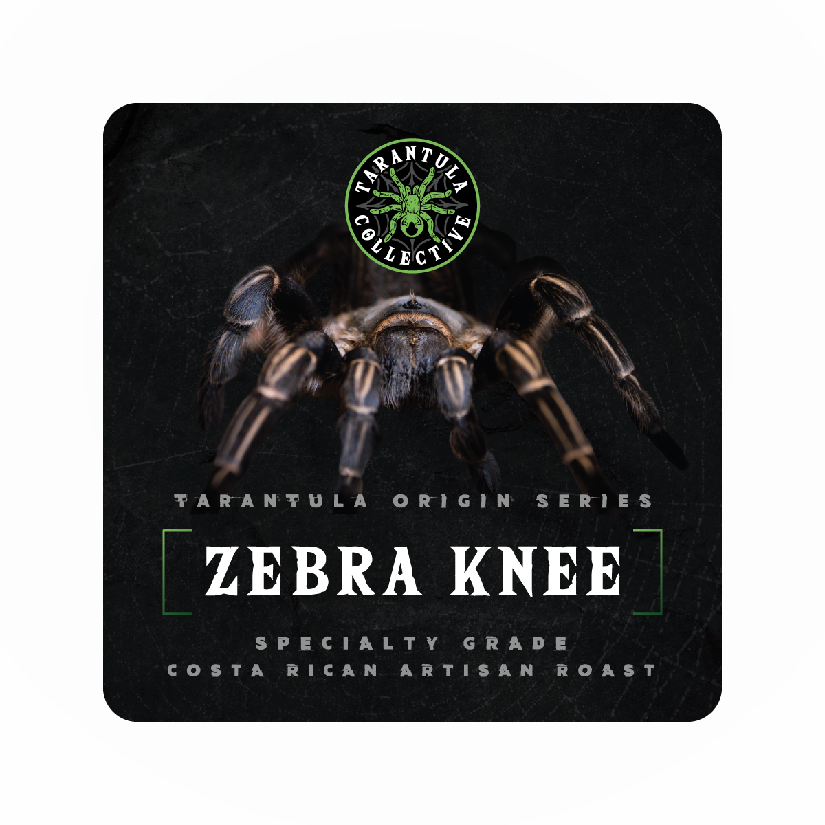 Costa Rica Zebra Knee