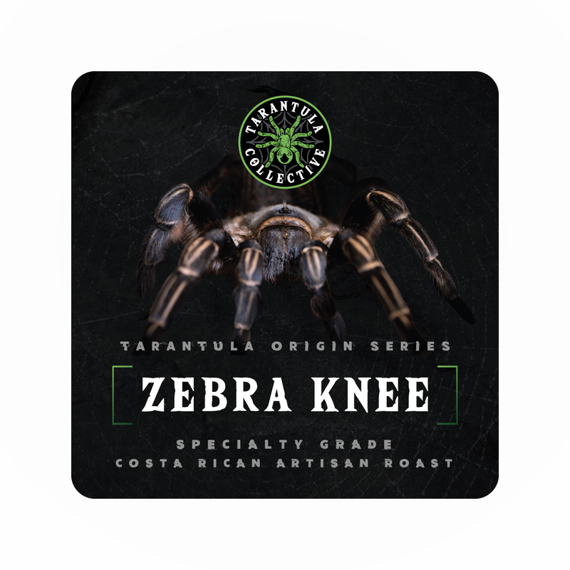 Costa Rica Zebra Knee