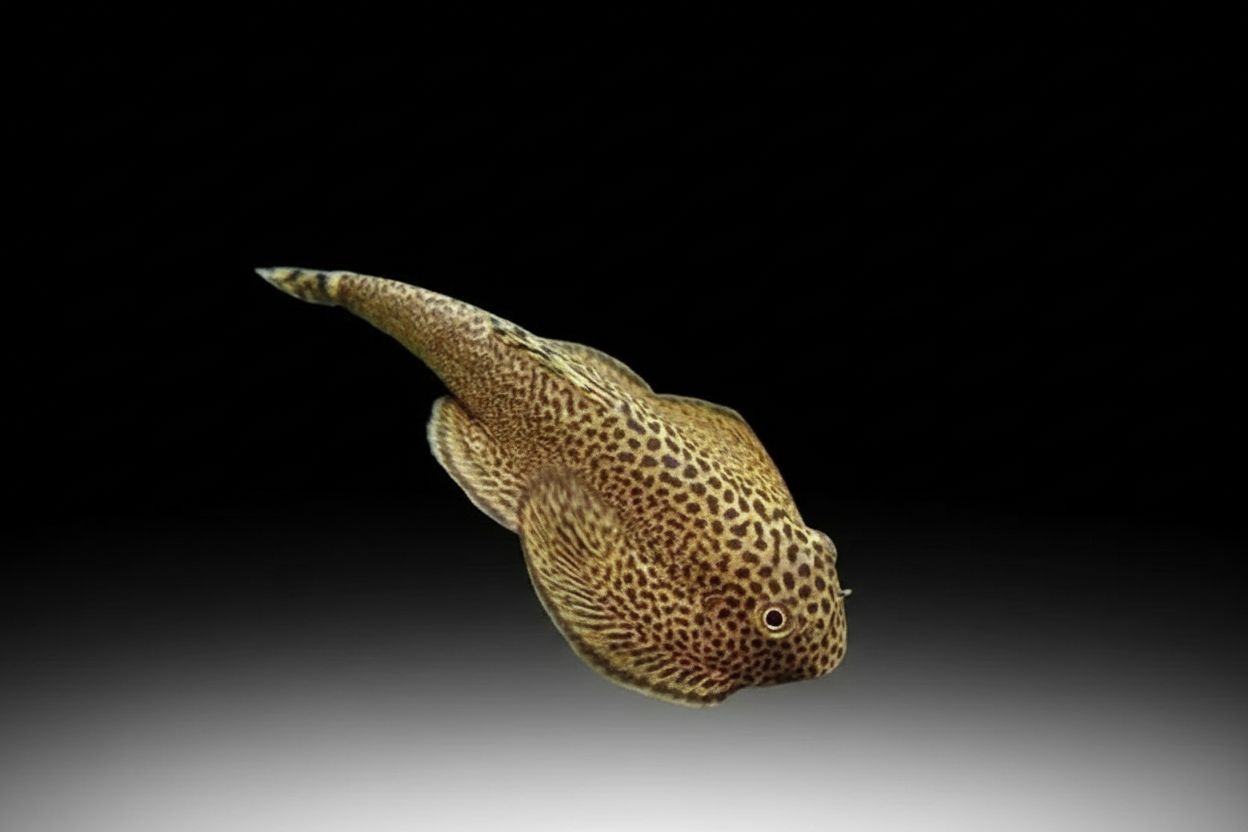 Chinese hillstream loach