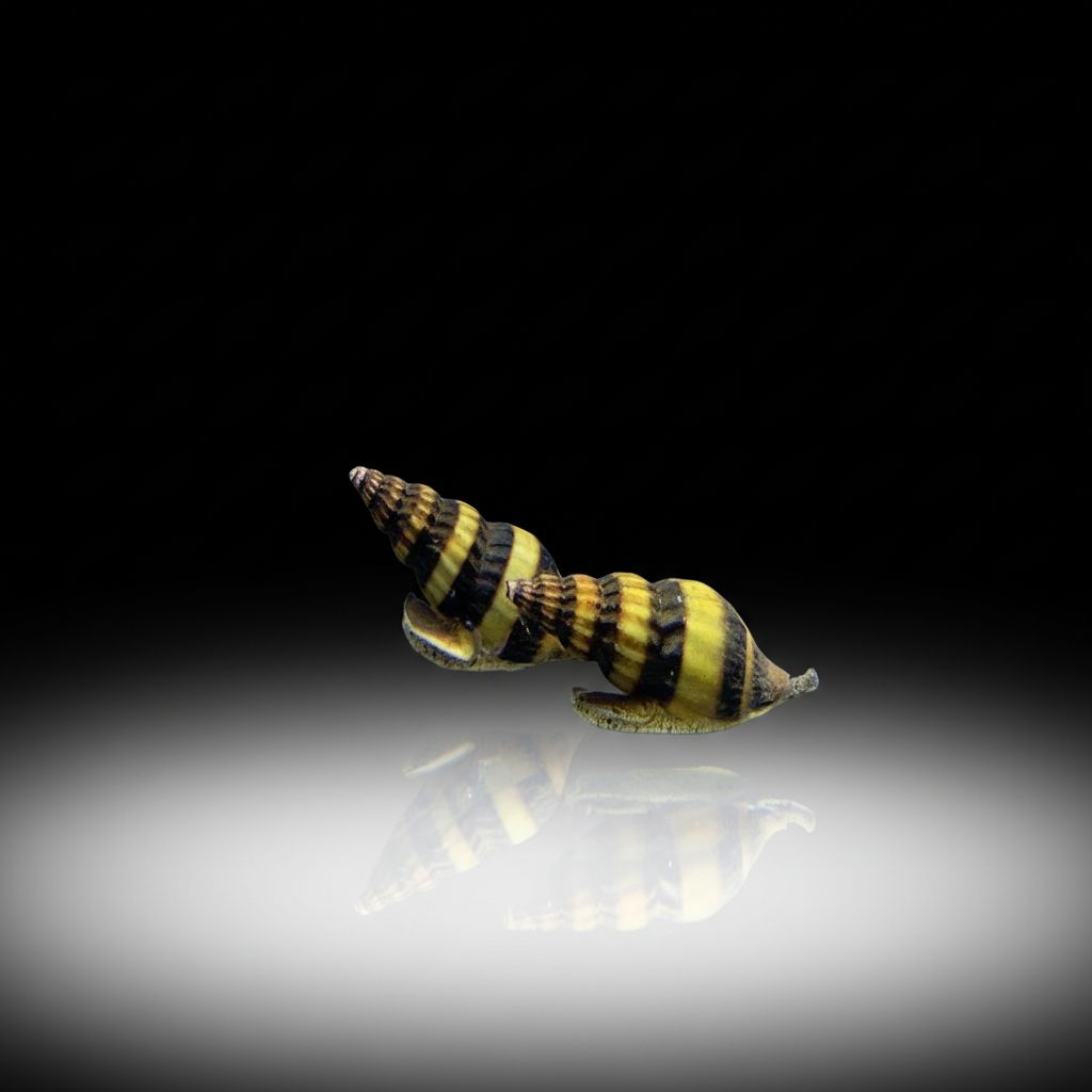 Snails