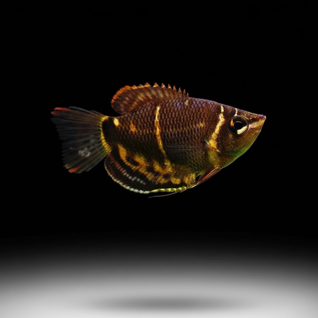 Gouramis