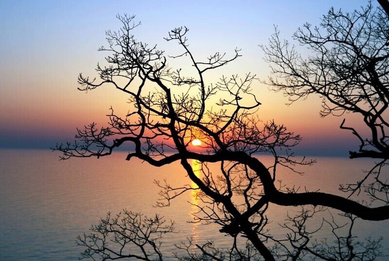 Oak Tree Sunset 18