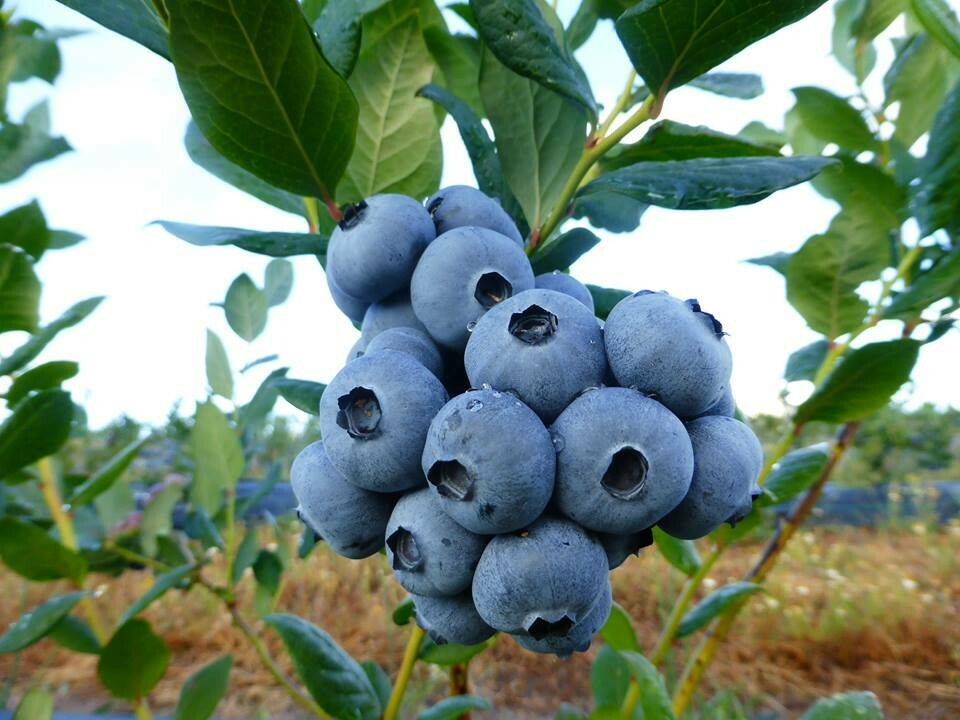 MIRTILOS BEIRABERRY - Voltamos em 2021