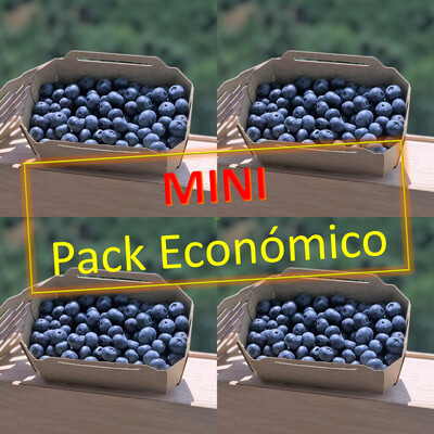 Mini Pack Económico (4 Caixas Mirtilos) Mini Pack Económico (4 Caixas Mirtilos)