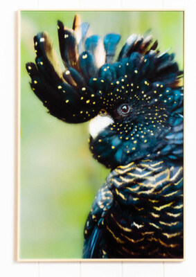 WALL ART - GLASS CRESTED BLACK COCKATOO WALL ART - GLASS CRESTED BLACK COCKATOO
