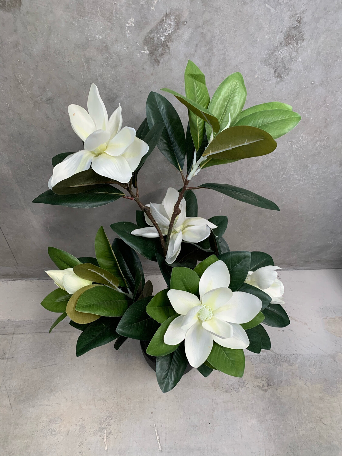 WHITE FLOWER LILLY MAGNOLIA IN POT