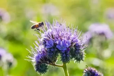 SEME  DI FACELIA/PHACELIA MELLIFERA conf. da 0,500 kg