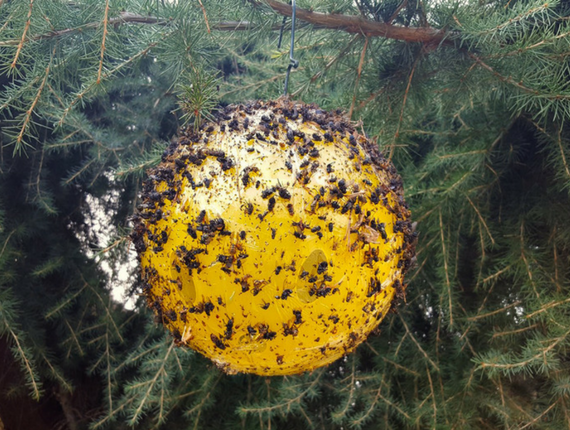 SFERA TRAP - trappola cromotropica