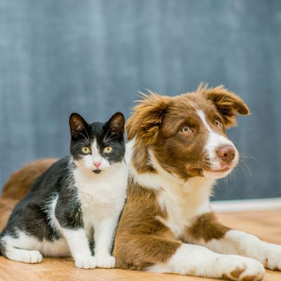 Pet Health & Grooming