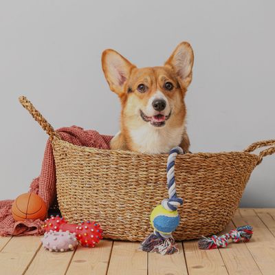 Pet Apparel & Accessories
