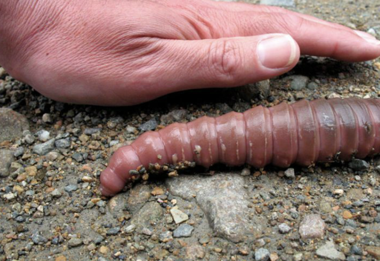 Широкий толстый длинный. Австралийский гигантский Земляной червь. Megascolides Australis вид червей. Гигантский кольчатый червь австралийский.