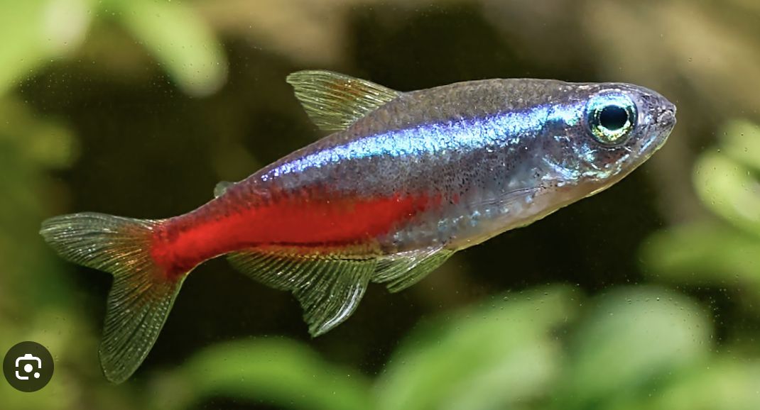 Tetras
