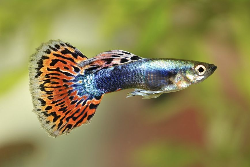 Guppies