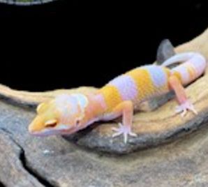 Leopard Gecko
