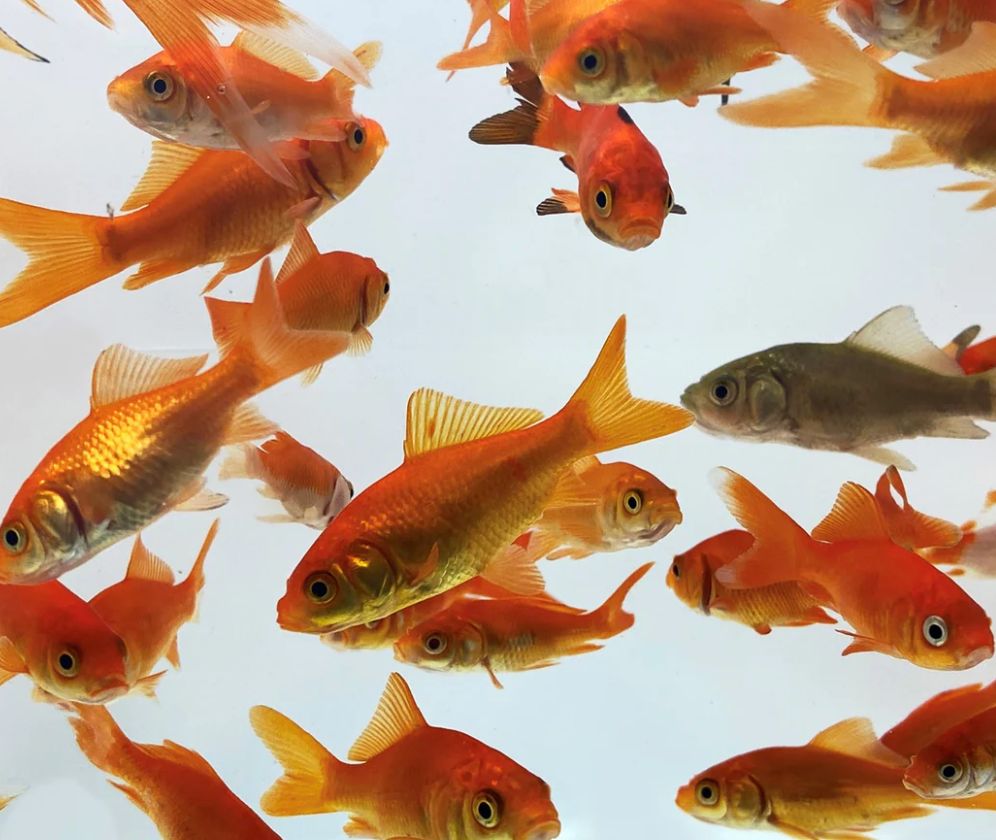 Goldfish