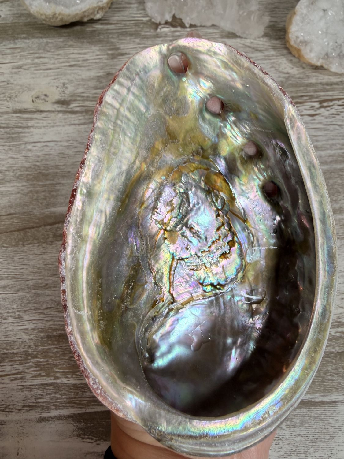 Ocean Vessel: Ethically Sourced Natural Red Abalone Shell, Size: Large