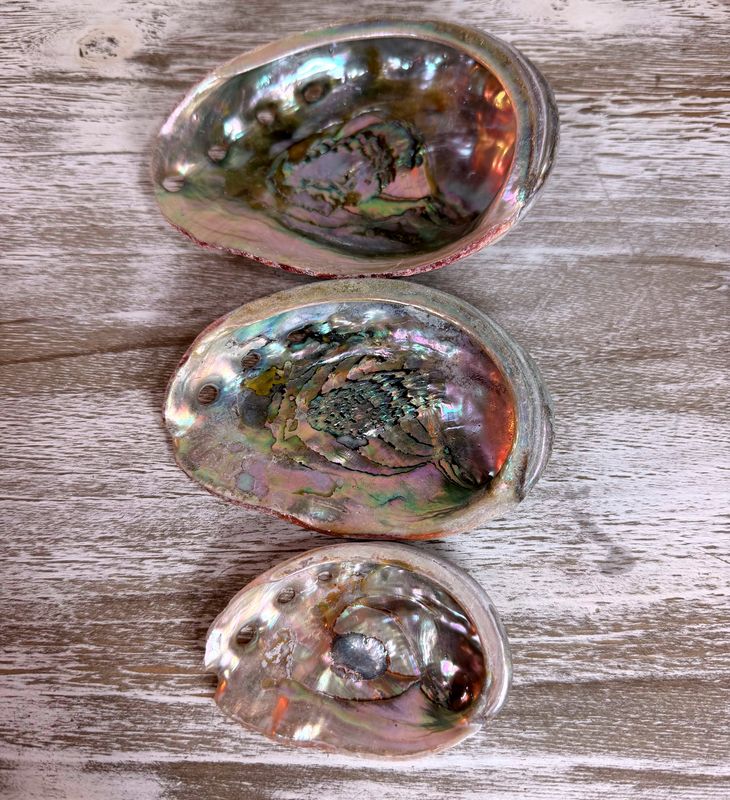Ocean Vessel: Ethically Sourced Natural Red Abalone Shell