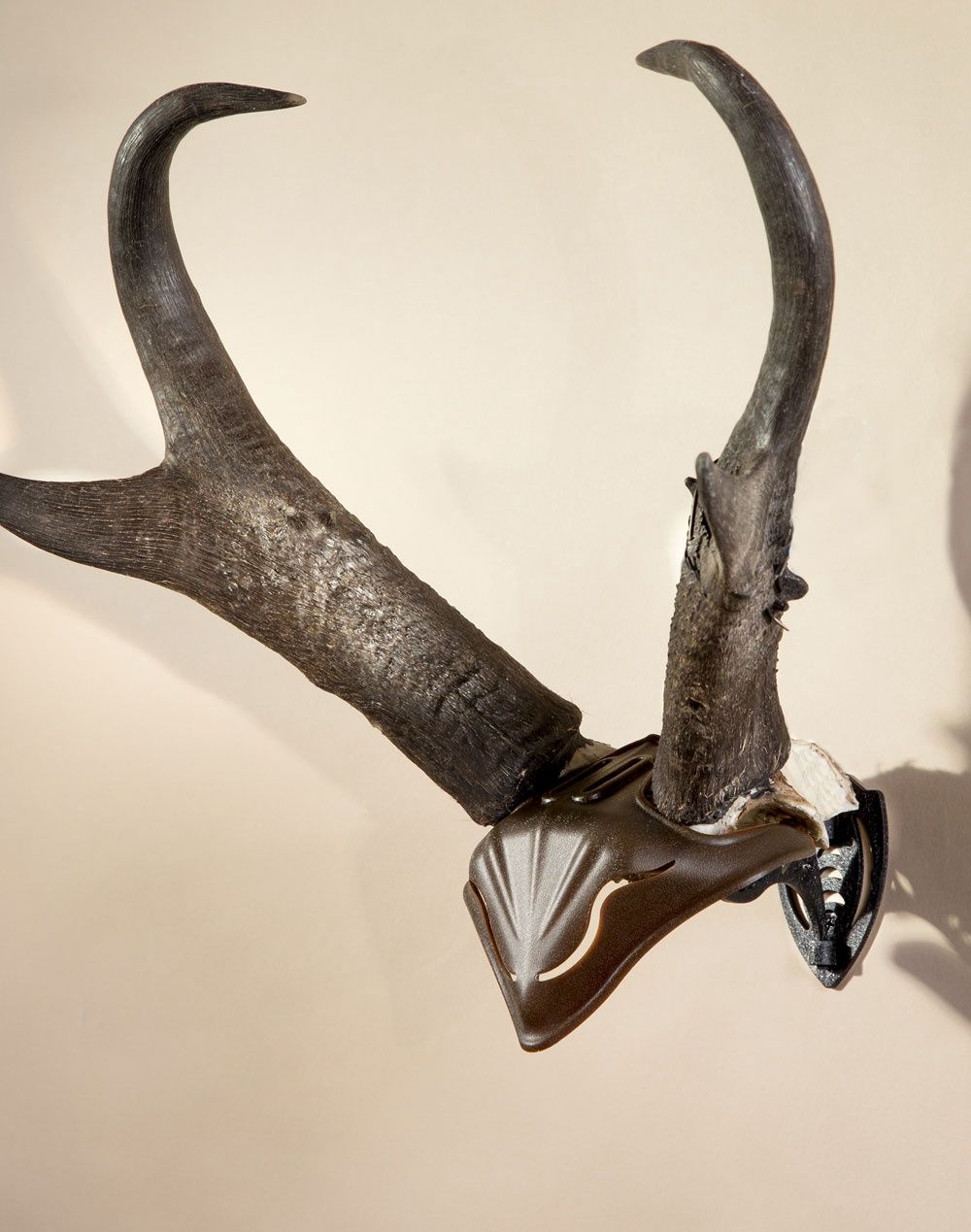 Bone Bracket Skull Cap