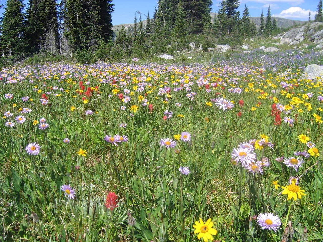 Wildflower Seeds 'Mountain Mix' - 1 oz.