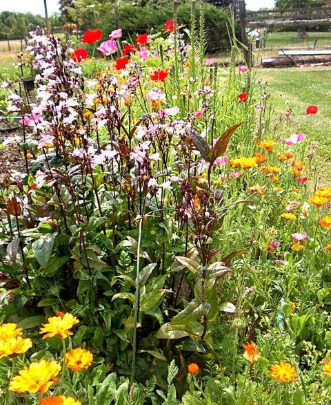 Wildflower Seeds 'Bird &amp; Butterfly Mix': 1 oz.